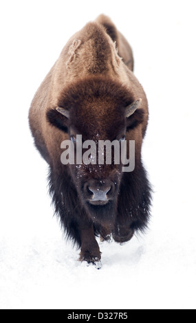 Un bison dans le Parc National de Yellowstone, Wyoming, United States, dans l'hiver Banque D'Images