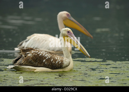 Deux grands blanc ou rose (Pelecanus onocrotalus Pélican) Nager dans un lac du refuge d'oiseaux de Bharatpur. Banque D'Images