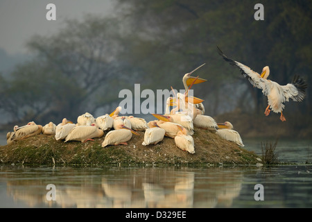 Un troupeau de Great White Pelican rose ou se percher sur une petite île dans un lac dans d'oiseaux de Bharatpur Banque D'Images