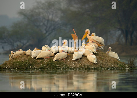 Un troupeau de Great White Pelican rose ou se percher sur une petite île dans un lac dans d'oiseaux de Bharatpur Banque D'Images