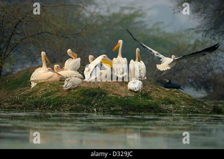 Un troupeau de Great White Pelican rose ou se percher sur une petite île dans un lac dans d'oiseaux de Bharatpur Banque D'Images