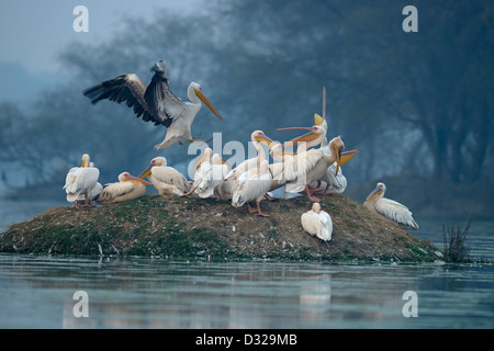 Un troupeau de Great White Pelican rose ou se percher sur une petite île dans un lac dans d'oiseaux de Bharatpur Banque D'Images