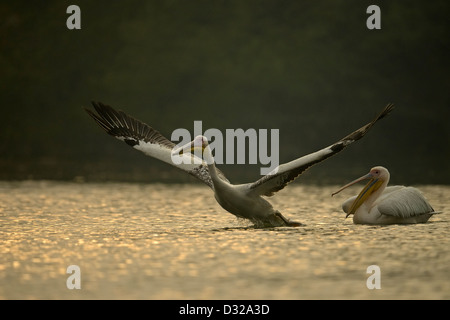 Deux grands blanc ou rose (Pelecanus onocrotalus Pélican) décolle dans un lac à Bharatpur Bird Sanctuary. Banque D'Images