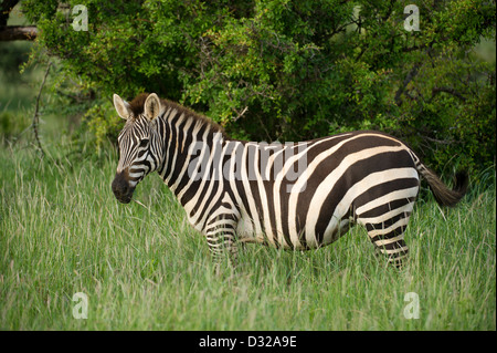 Le zèbre de Burchell (Equus burchellii), Lewa Wildlife Conservancy, Plateau de Laikipia, Kenya Banque D'Images
