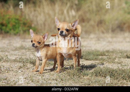 Chien Chihuahua poil court / adulte et chiot debout sur le terrain Banque D'Images