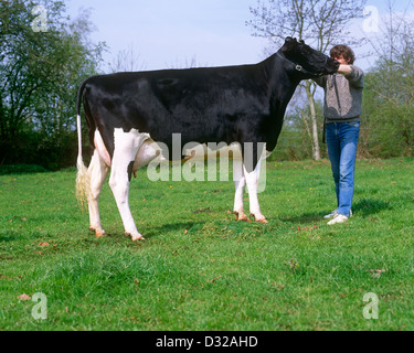 Vache Holstein avec farmer, Oxfordshire, Angleterre Banque D'Images