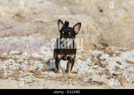 Chihuahua chien debout adultes sur les rochers Banque D'Images