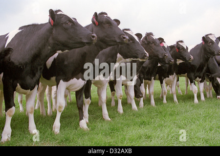 Les vaches Holstein dans une rangée, Yorkshire, Angleterre Banque D'Images