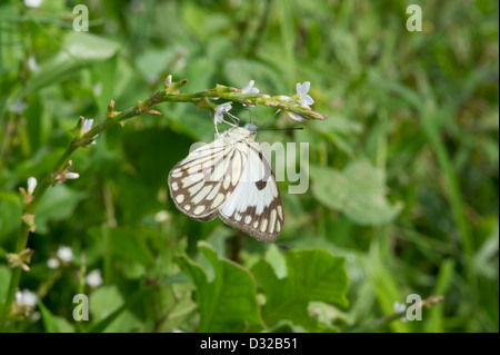 Papillon, Lewa Wildlife Conservancy, Plateau de Laikipia, Kenya Banque D'Images
