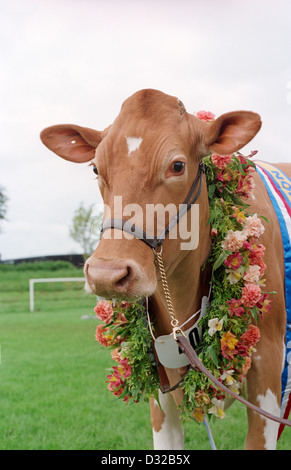 Portrait de Guernesey vache avec guirlande de fleurs, Shepton Mallet, Angleterre Banque D'Images