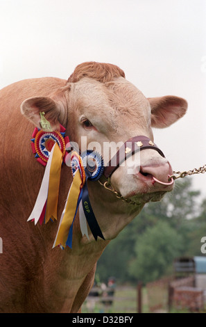 Portrait du gagnant du prix bull Blonde d'Aquitaine, Barston, Warwickshire, en Angleterre Banque D'Images
