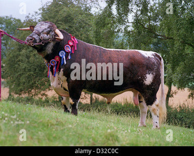 Long Horn bull, Linton, Hereford et Worcestershire, Angleterre. Banque D'Images