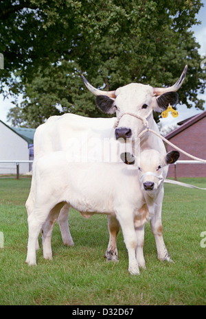 Parc blanc, veau et vache, Stoneleigh Warwickshire, Angleterre Banque D'Images