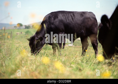 Veau Boeuf Limousin (race croisée) dans la zone, Pays de Galles Banque D'Images