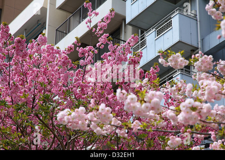 Tokyo, Japon - Fleurs de cerisier (Sakura) au célèbre parc Sumida Banque D'Images