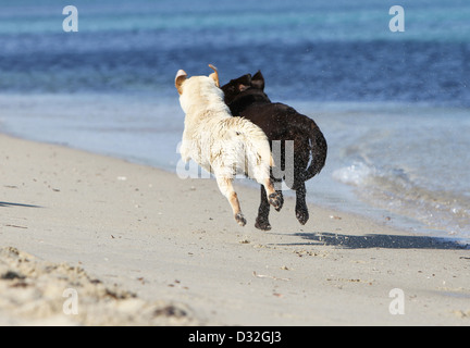Chien Labrador Retriever chocolat et deux adultes (jaune) s'exécutant sur la plage Banque D'Images