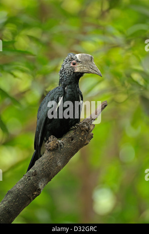 Silver-Cheeked Calao (Ceratogymna brevis) perché sur un arbre dans le parc national du lac Manyara, Tanzanie Banque D'Images