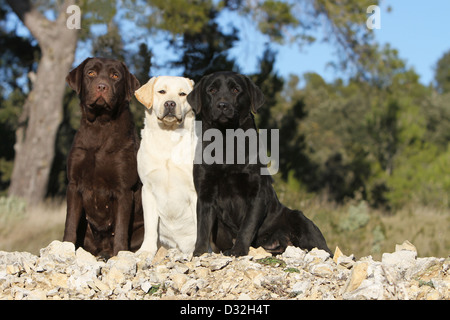 Chien Labrador Retriever trois adultes différentes couleurs (chocolat, jaune et noir) assis sur un mur Banque D'Images