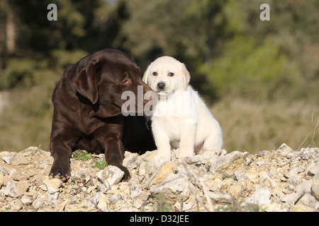 Chien Labrador Retriever adulte et chiot (chocolat et jaune) sur un mur Banque D'Images