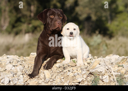 Chien Labrador Retriever adulte et chiot (chocolat et jaune) sur un mur Banque D'Images