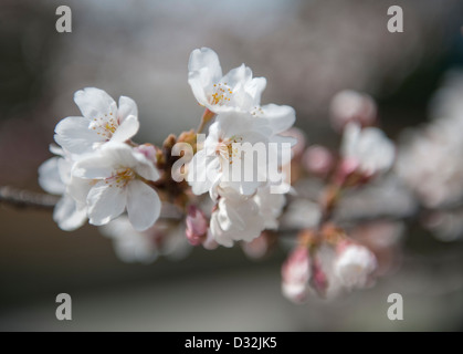 Le printemps au Japon est la saison des cerisiers en fleurs - un blanc Cerisier à fleurs japonais (prunus serrulata) en pleine floraison Banque D'Images