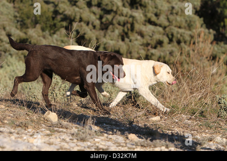 Chien Labrador Retriever chocolat et deux adultes (jaune) s'exécutant dans un pré Banque D'Images