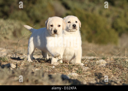 Chien Labrador Retriever deux chiots (jaune) dans un bois Banque D'Images