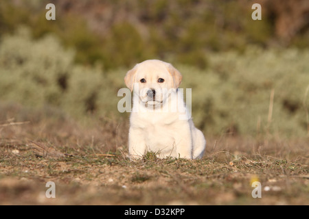 Chien Labrador Retriever chiot (jaune) assis dans un bois Banque D'Images