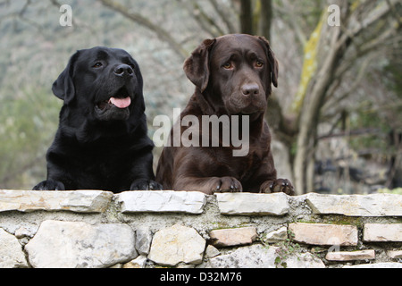 Chien Labrador Retriever deux adultes (noir et chocolat) allongé sur un mur Banque D'Images