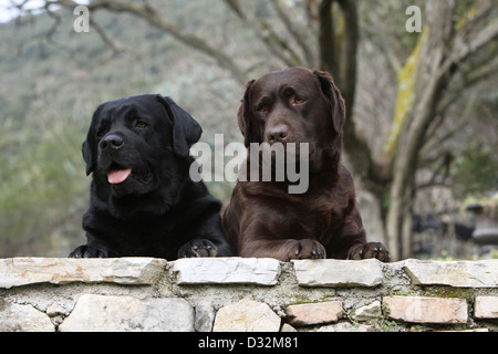 Chien Labrador Retriever deux adultes (noir et chocolat) allongé sur un mur Banque D'Images