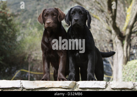 Chien Labrador Retriever chiots deux couleurs différentes (noir et chocolat) assis sur un mur Banque D'Images