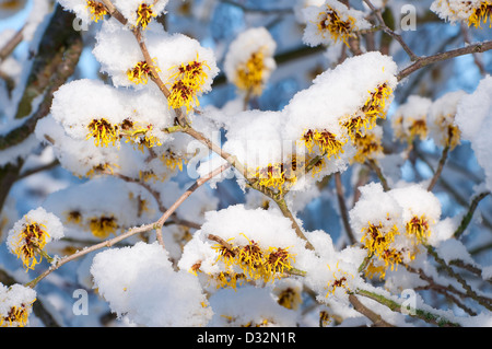 Witch hazel-fleurs couvertes de neige, Norfolk, Angleterre Banque D'Images