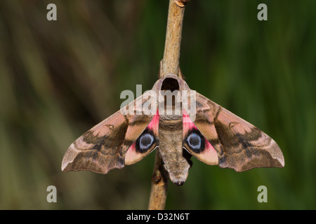 Abendpfauenauge Eyed Hawk Moth Banque D'Images