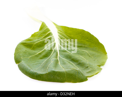 Green pak-choï (Brassica rapa) feuille avec nervures contre fond blanc Banque D'Images