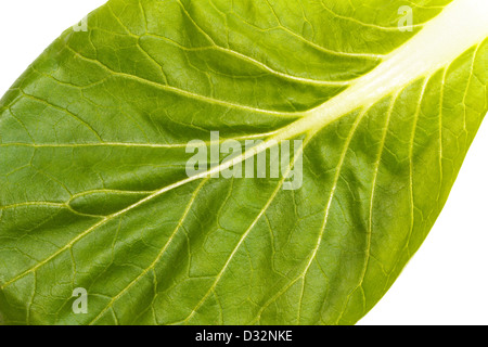 Close up of fresh green pak-choï (Brassica rapa) des feuilles avec des nervures Banque D'Images