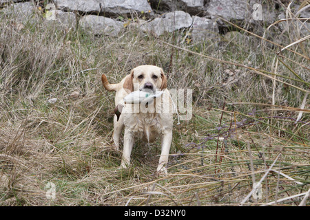 Chien Labrador Retriever adulte (jaune) Comité permanent avec un mannequin dans la bouche Banque D'Images