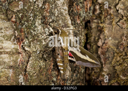 Le gaillet Hyles gallii Hawk-Moth Sphinx Gallium Labkrautschwaermer Banque D'Images