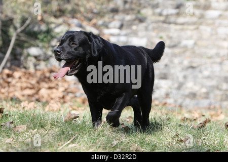 Chien Labrador Retriever / adulte marcher dans un pré Banque D'Images