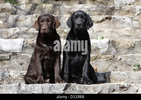 Chien Labrador Retriever chiots deux couleurs différentes (noir et chocolat) assis sur un mur Banque D'Images