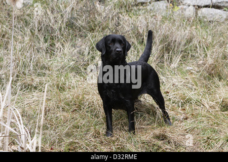 Chien Labrador Retriever adulte (noir) dans un pré Banque D'Images