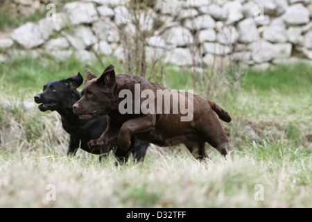 Chien Labrador Retriever / deux adultes s'exécutant dans un pré Banque D'Images