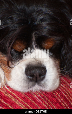 Cavalier King Charles Spaniel, semi close up, head shot,endormi,nez, bouche, tri, sourcils, nez de couleur Banque D'Images