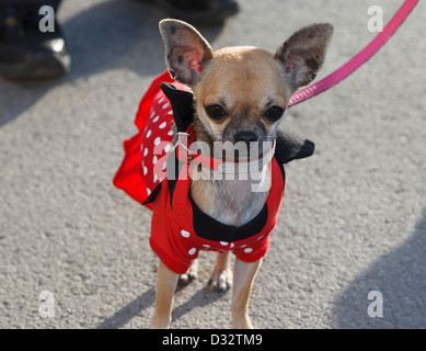 Chihuahua habillé en masque de carnaval Banque D'Images