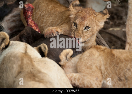 Des lionceaux sur un kill (Panthero leo), Maasai Mara National Reserve, Kenya Banque D'Images