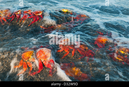 Sally Lightfoot Crab (Grapsus grapsus) en surf, l'île de Santiago, îles Galapagos, Equateur Banque D'Images