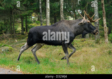 Bull Elk (Alces alces) à vaches dans l'accouplement-saison Banque D'Images