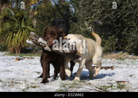 Chien Labrador Retriever trois adultes (noir, chocolat et jaune) en jouant avec un bâton Banque D'Images