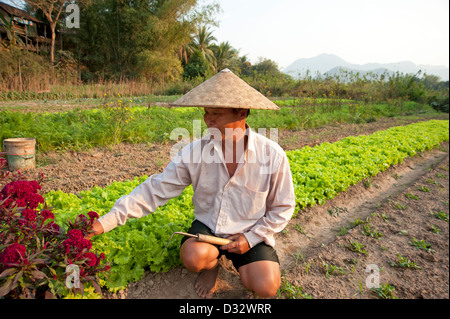 Agriculteur ajo portant chapeau conique dans son domaine Luang Prabang au Laos Banque D'Images