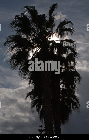 Palm tree silhouetted against sky, gris foncé Banque D'Images