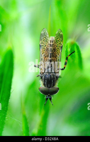 Horse-fly ou cleg-fly Banque D'Images